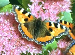 regular 8 movie from 1966 scanned in HD